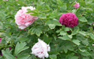 TreePeony