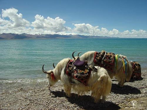 tibet lhasa day trip, Namtso Lake