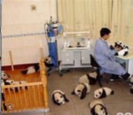 Giant Panda Breeding Research Centre