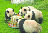 china city tours,beijing city tours,beijing zoo