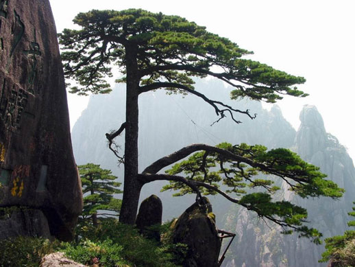 china city tours, huangshan tours, yellow mountain